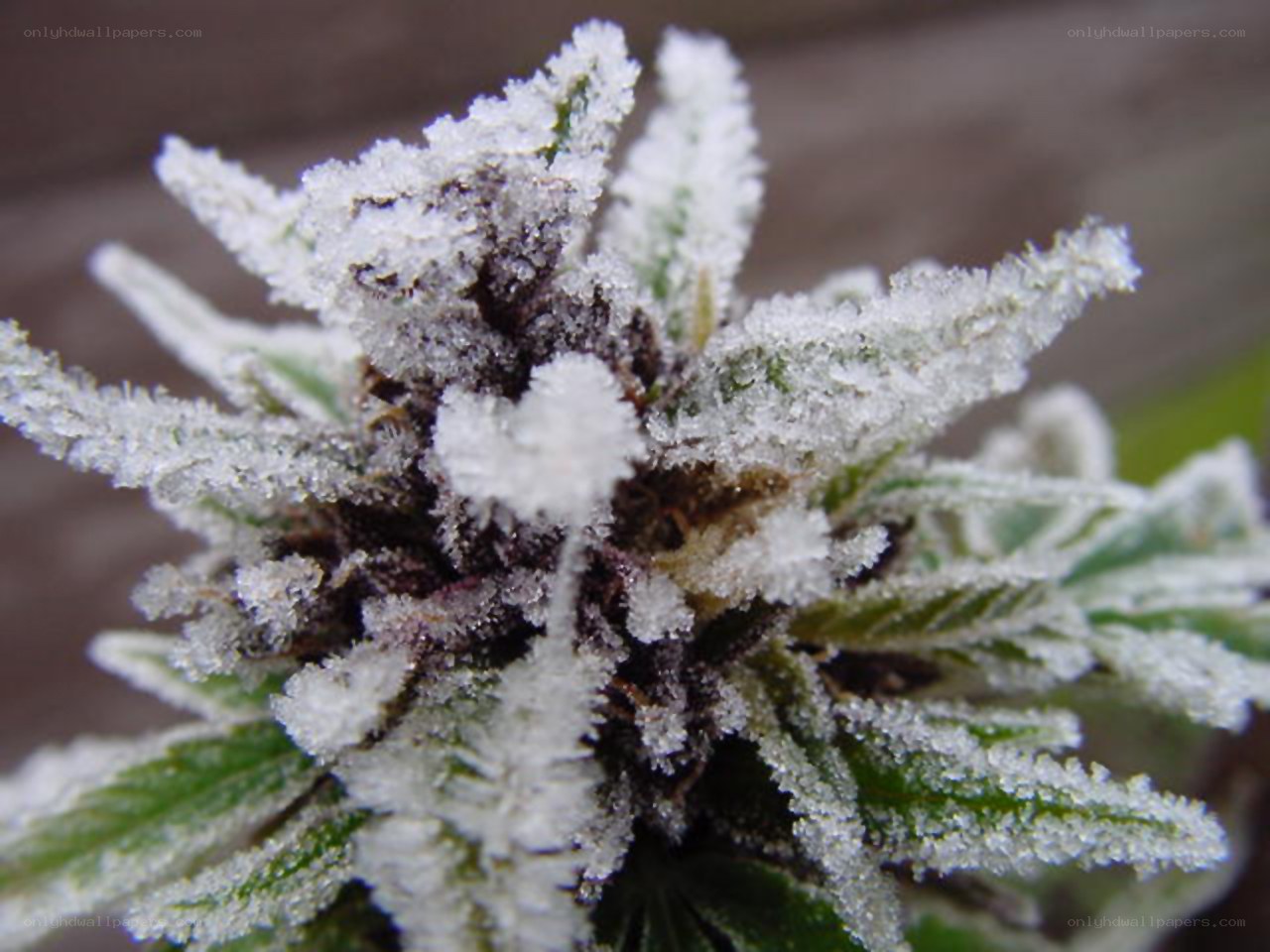 frost-covered cannabis bud