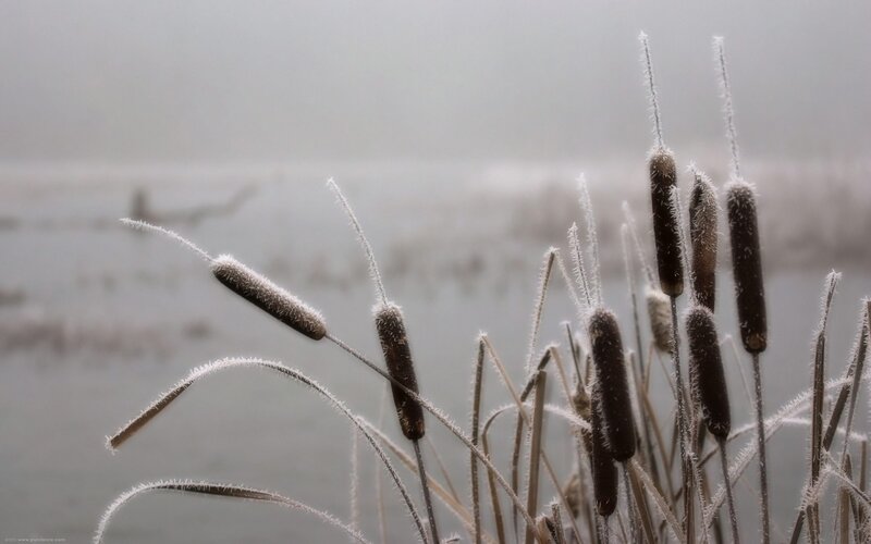 Frost-covered Cattails — Gray, Calm