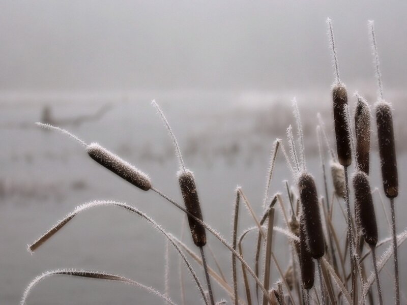 Frost-covered Cattails — Gray, Calm, Winter, Photograph, Frost, Water, Mist