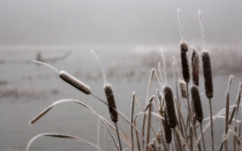 Frost-covered cattails in fog