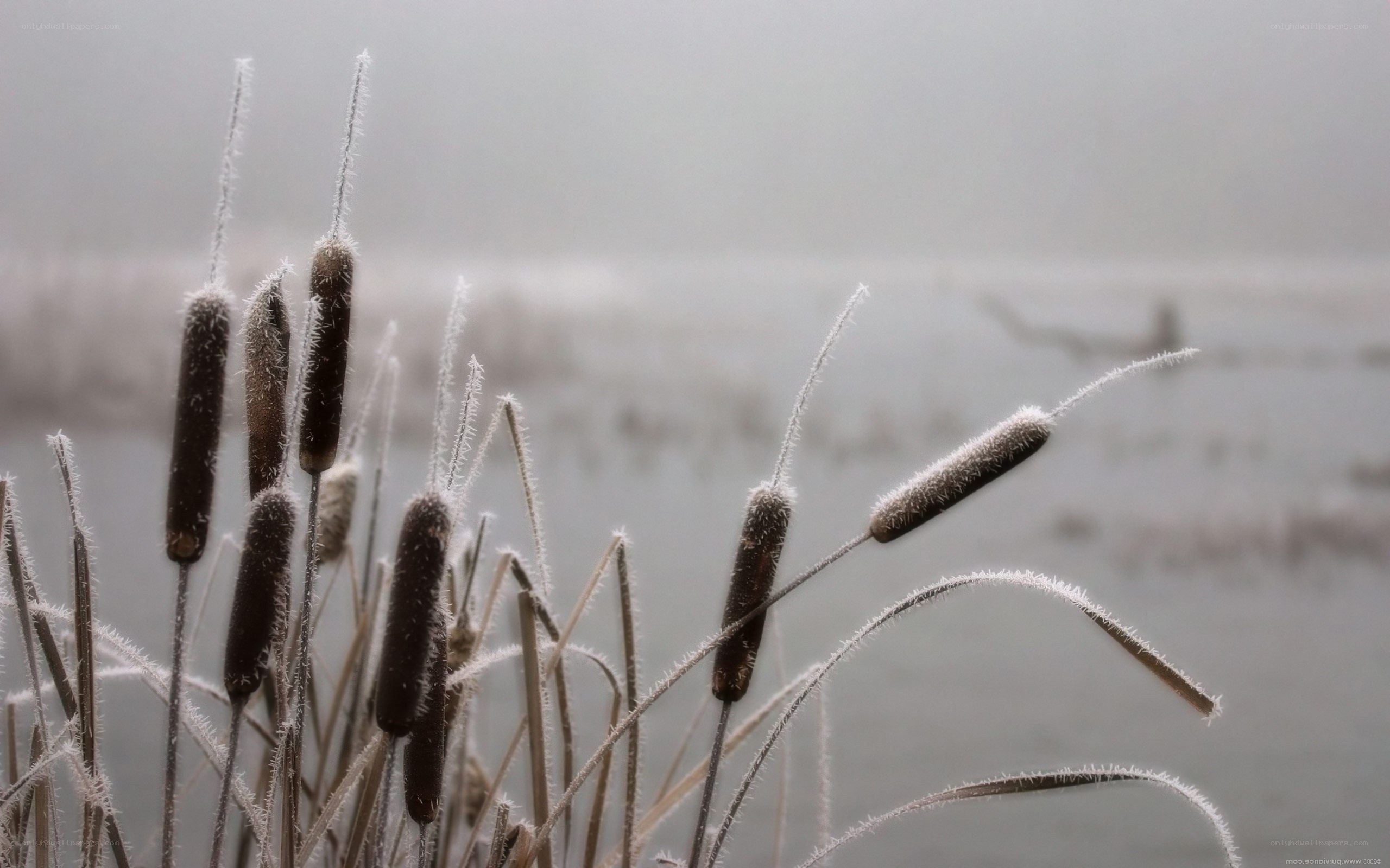 frost-covered cattails in fog