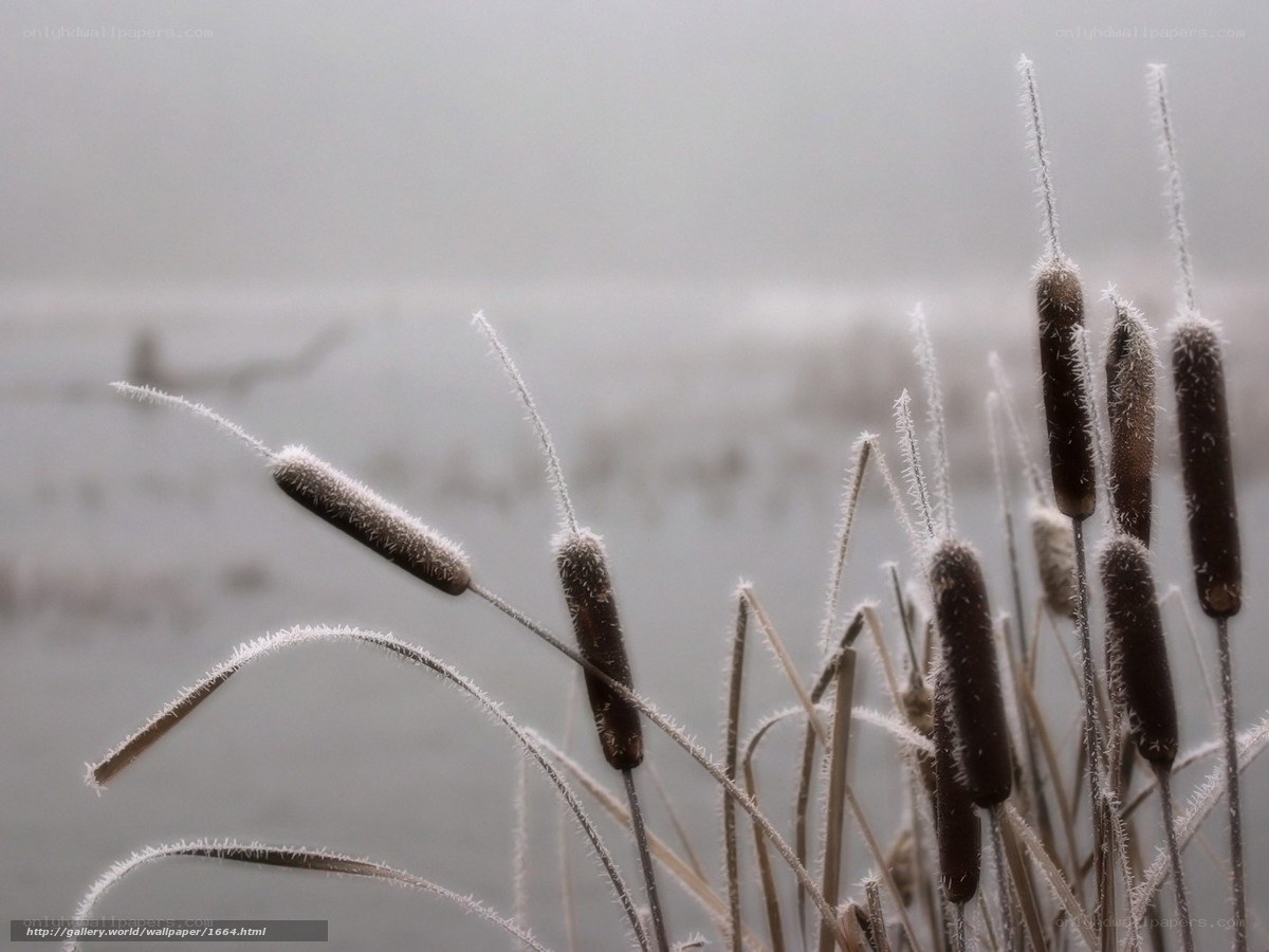 Frost-covered cattails in fog