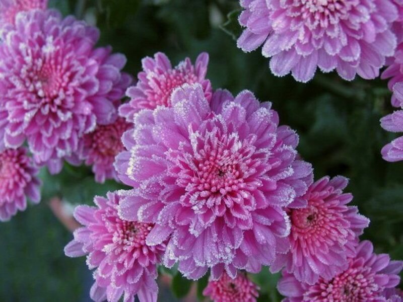 Frost-covered Chrysanthemums