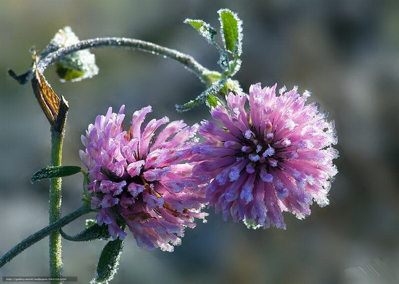 Frost-covered Clover Flowers