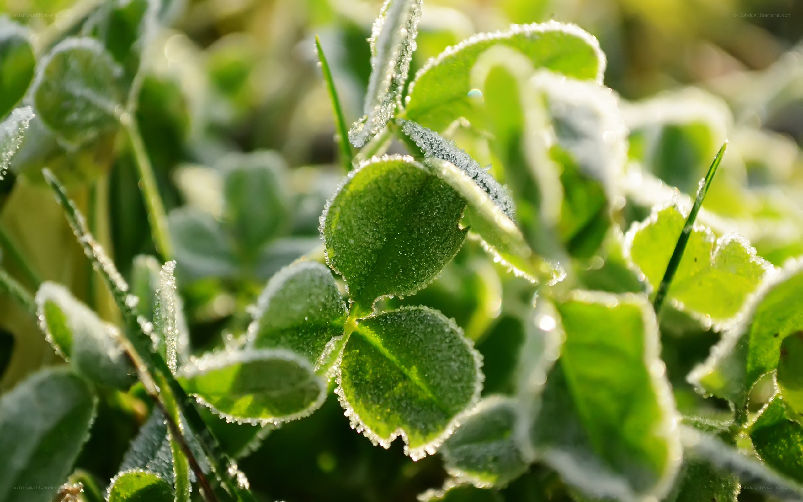 frost-covered clover leaves