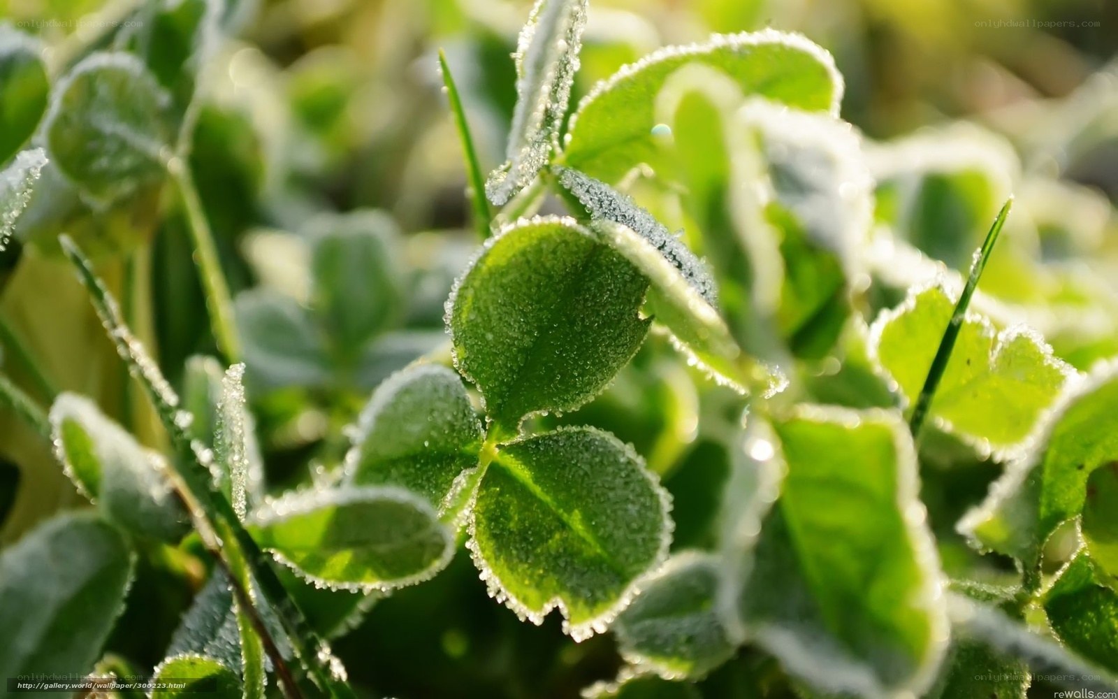 Frost-covered clover leaves