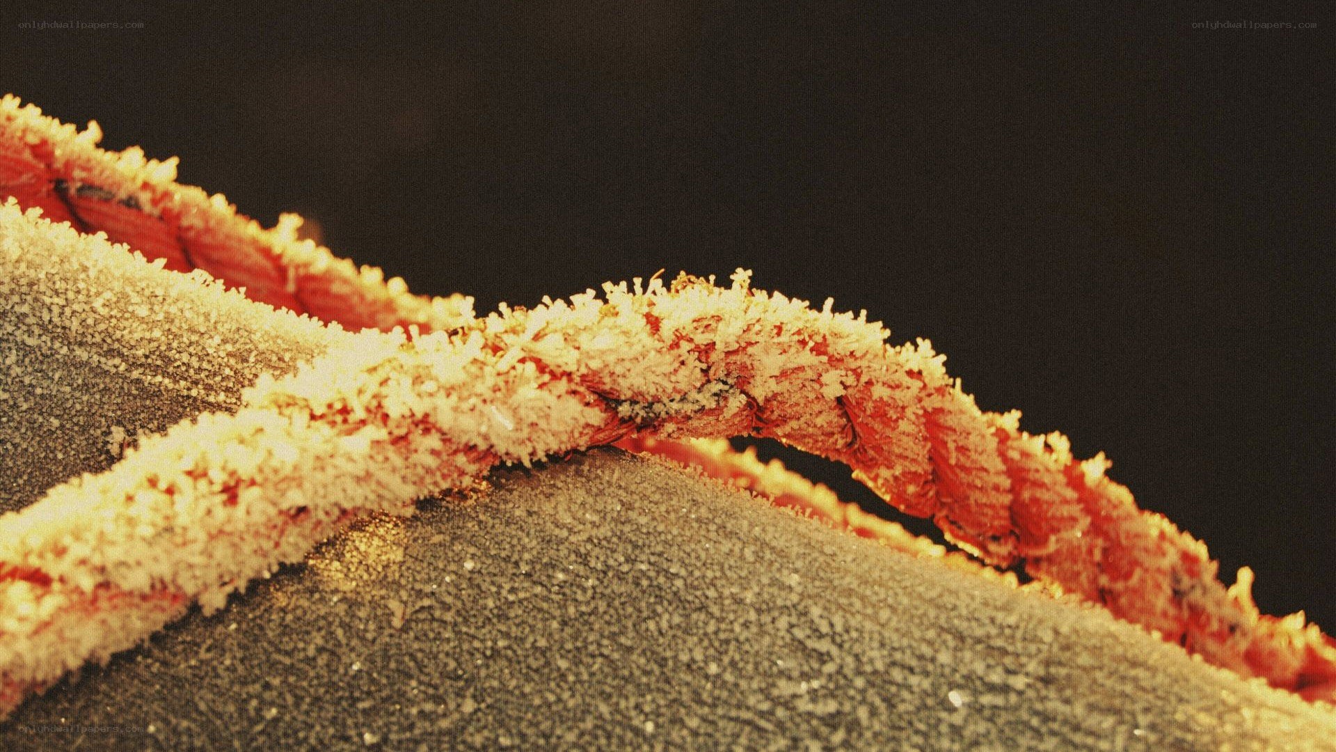 frost-covered crab claw