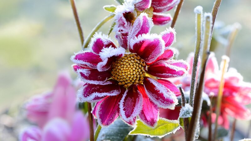 Frost-covered Dahlia Flower — Pink
