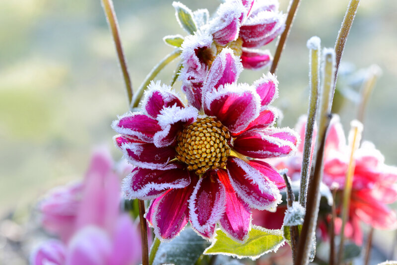 Frost-covered Dahlia Flower