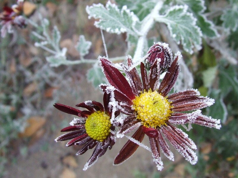 Frost-covered Daisies