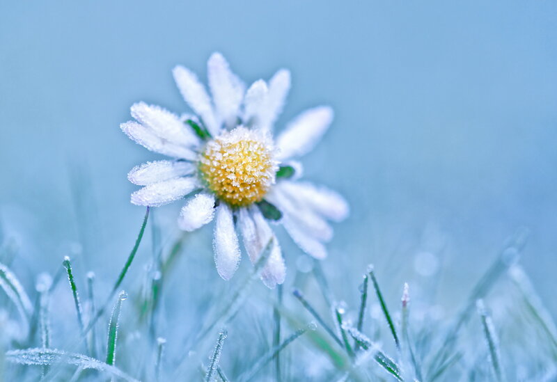 Frost-covered Daisy Flower — Blue