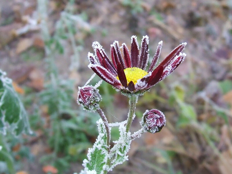 Frost-covered Daisy Flower
