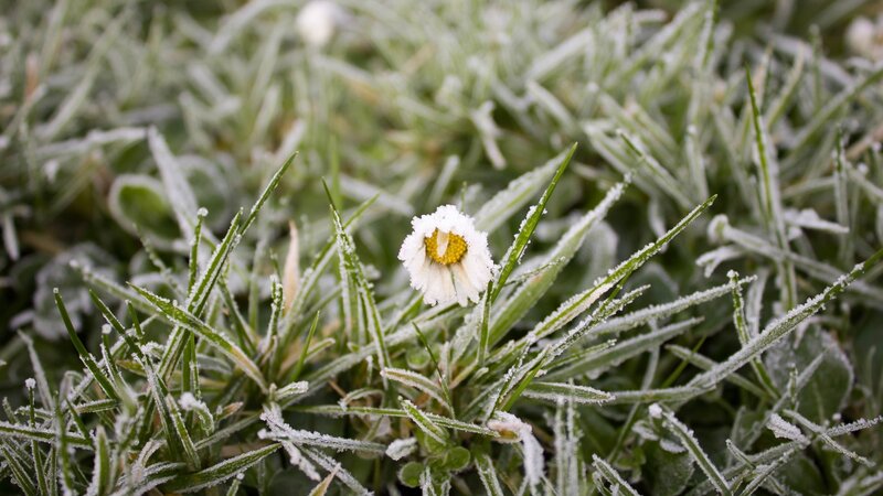 Frost-covered Daisy — Green