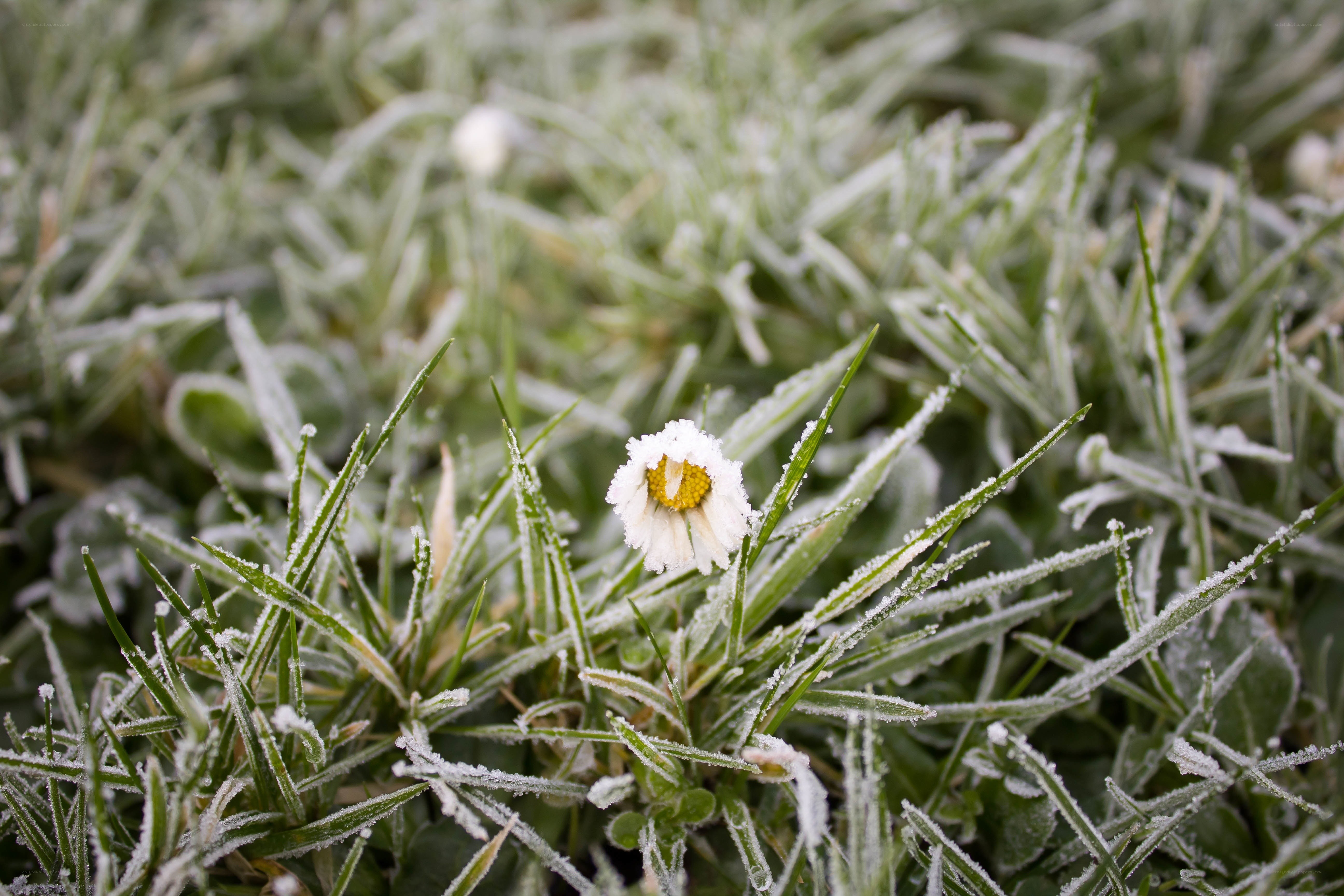 Frost-covered daisy in grass