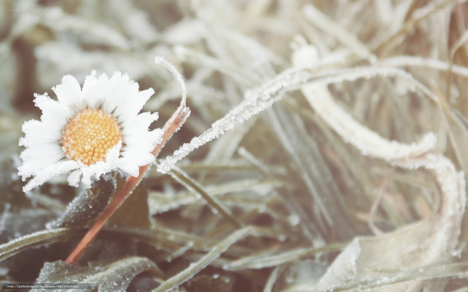 Frost-covered daisy in winter