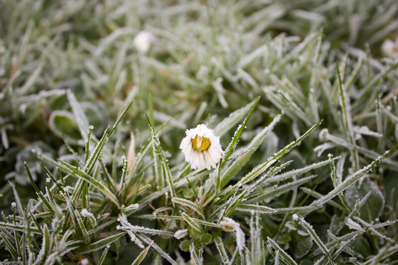 Frost-covered Daisy