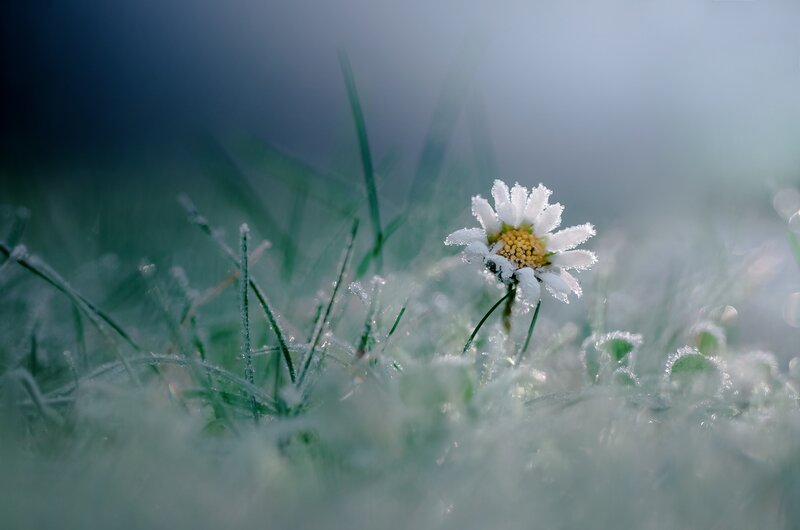 Frost-covered Daisy — White