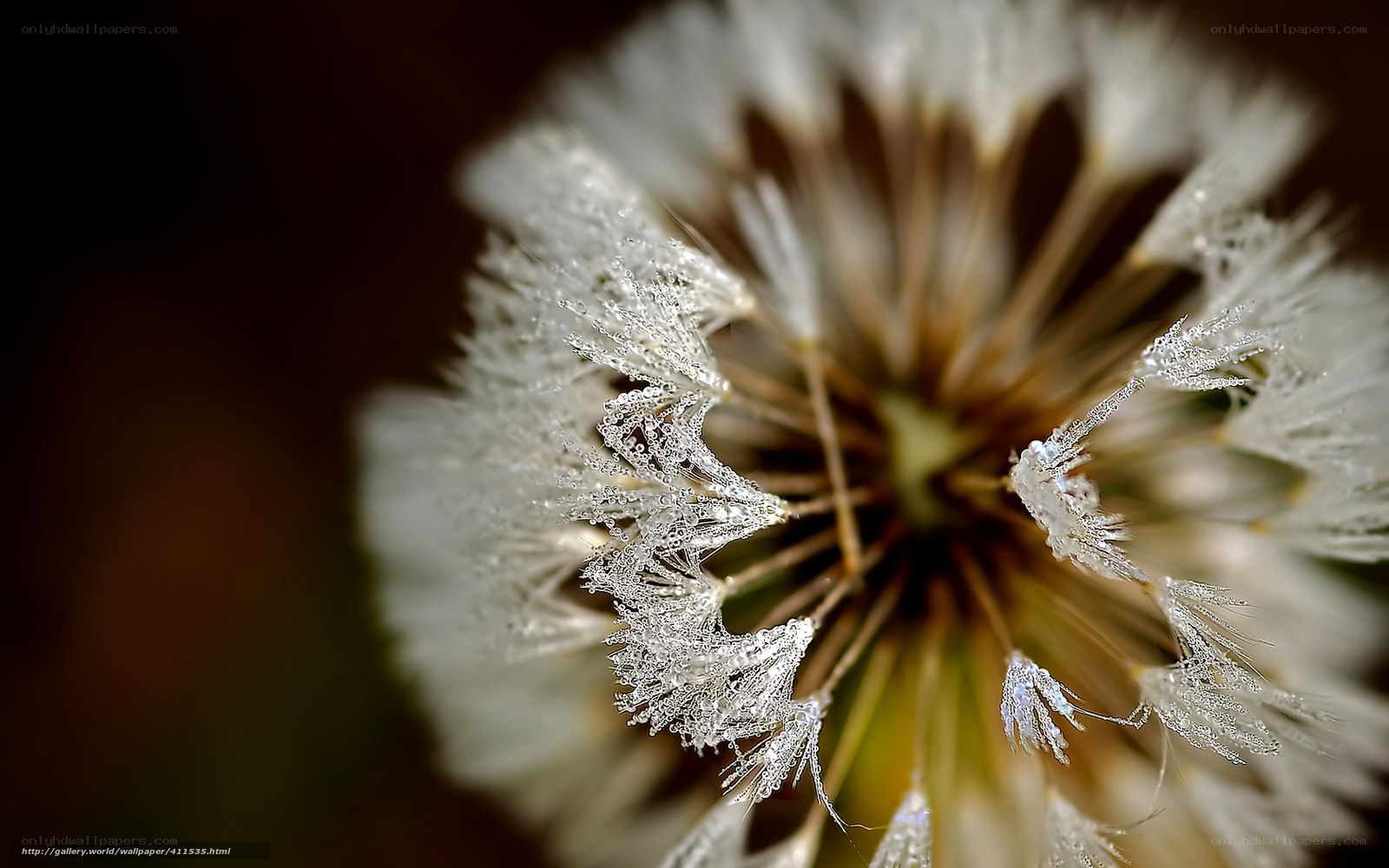 Frost-covered dandelion seed head