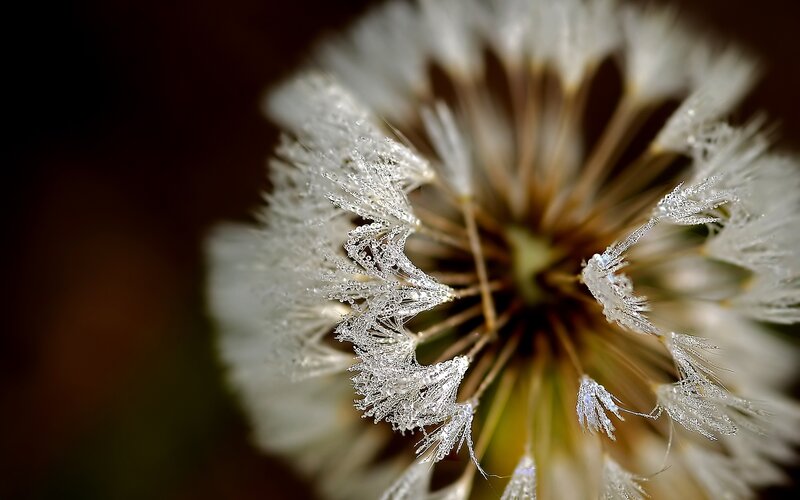 frost-covered dandelion seed head