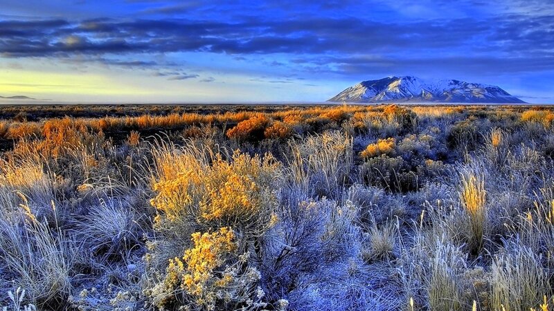 Frost-covered Desert Plants