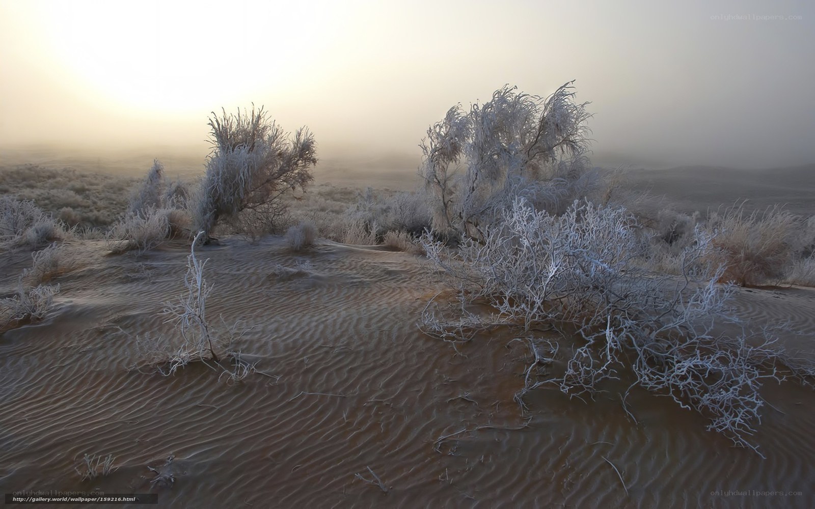Frost-covered desert shrubs