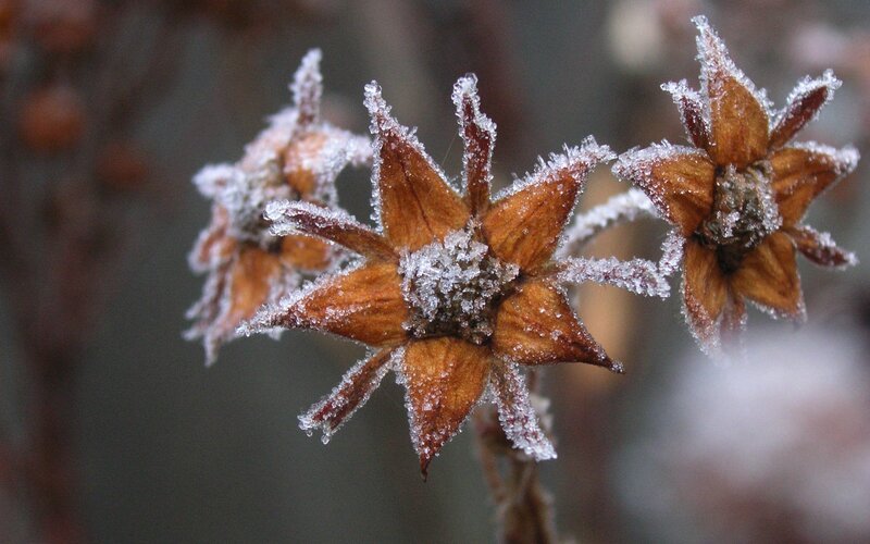 Frost-covered dried flowers
