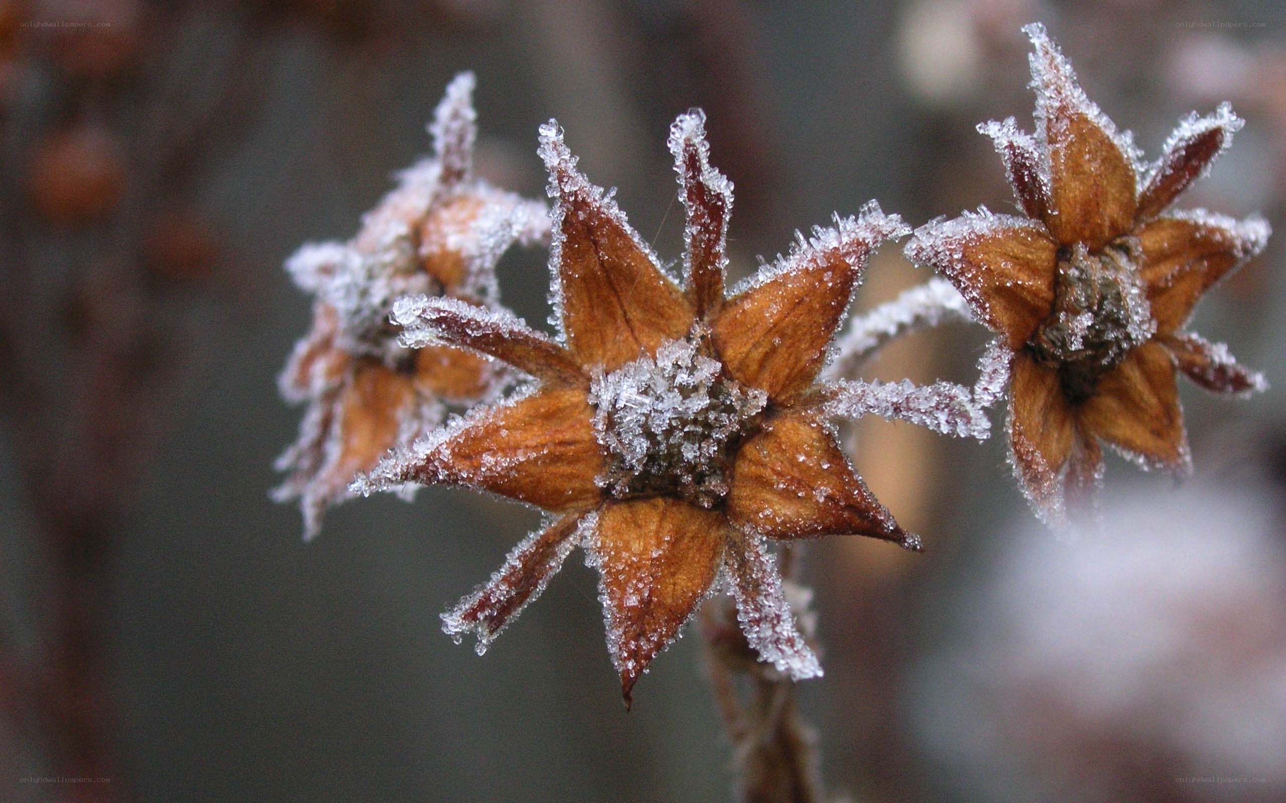 Frost-covered dried flowers