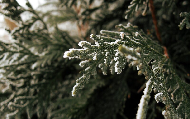frost-covered evergreen branch