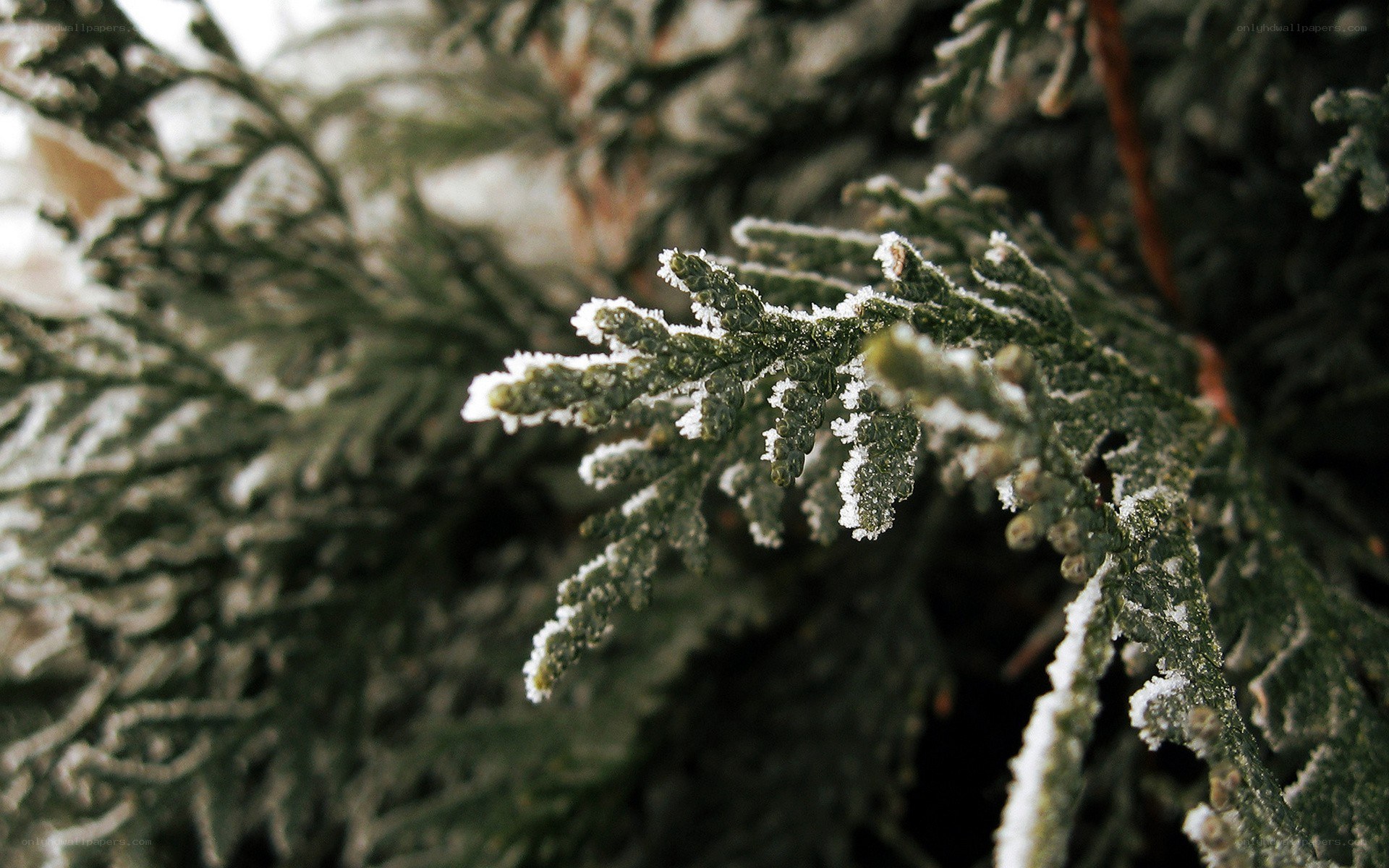 frost-covered evergreen branch