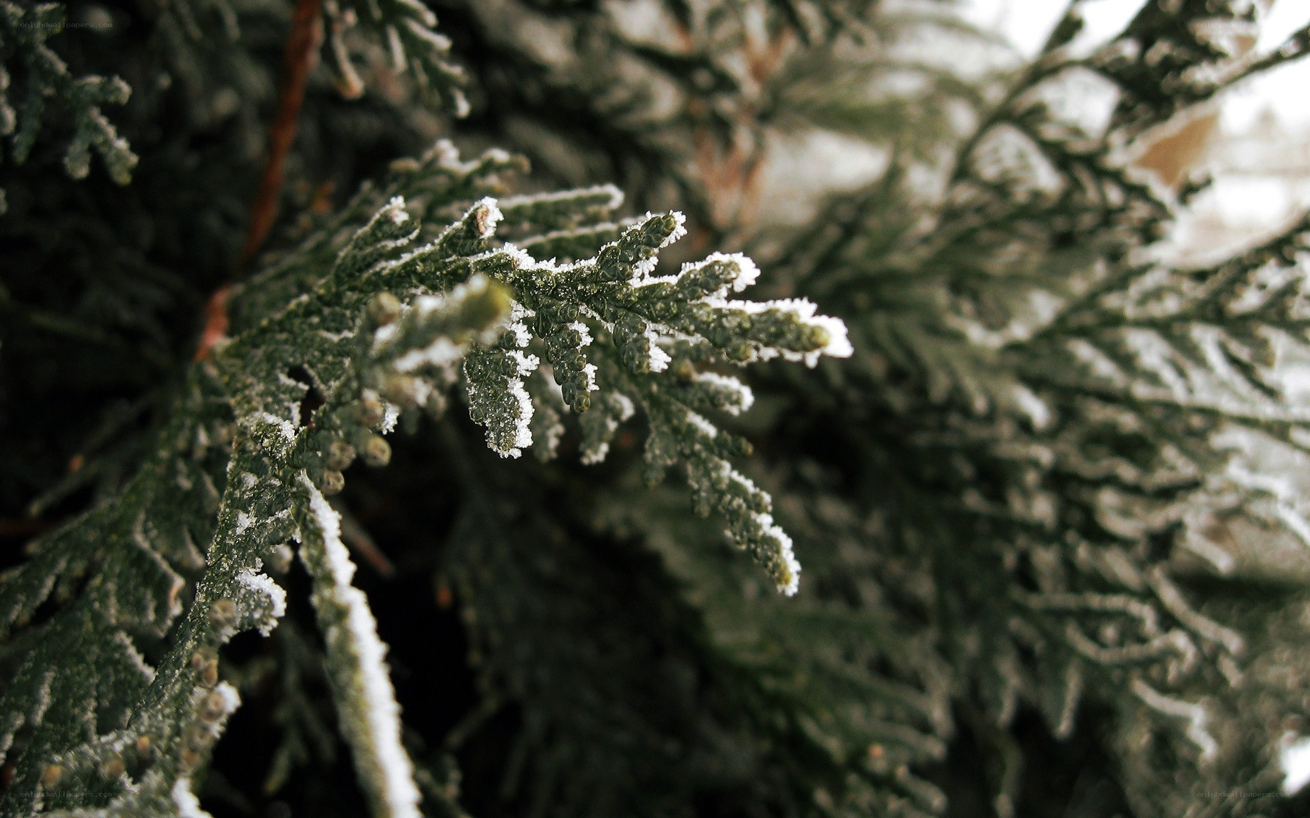 Frost-covered evergreen branch