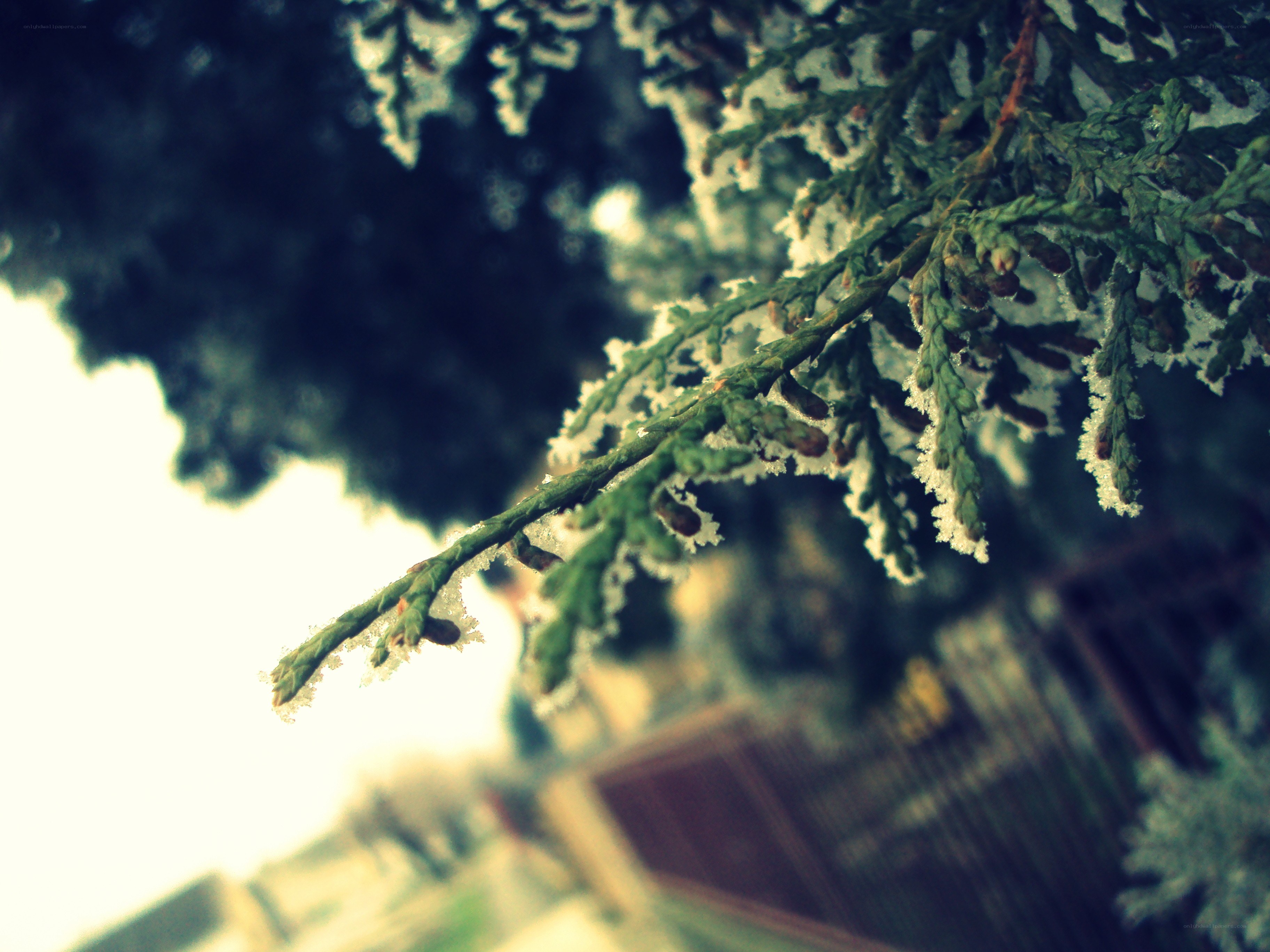 frost-covered evergreen branch