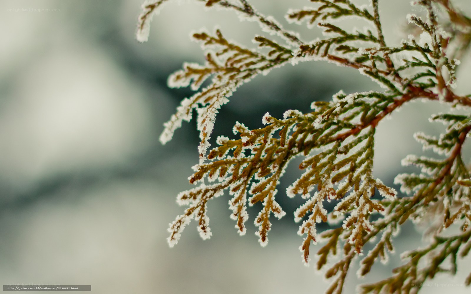 frost-covered evergreen branch