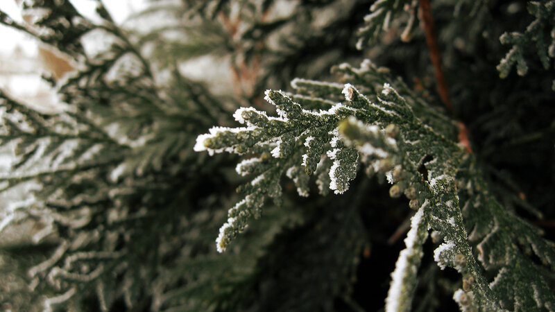 frost-covered evergreen branch