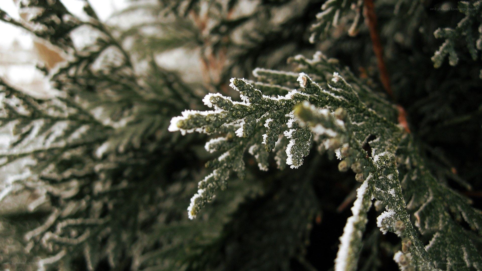 frost-covered evergreen branch