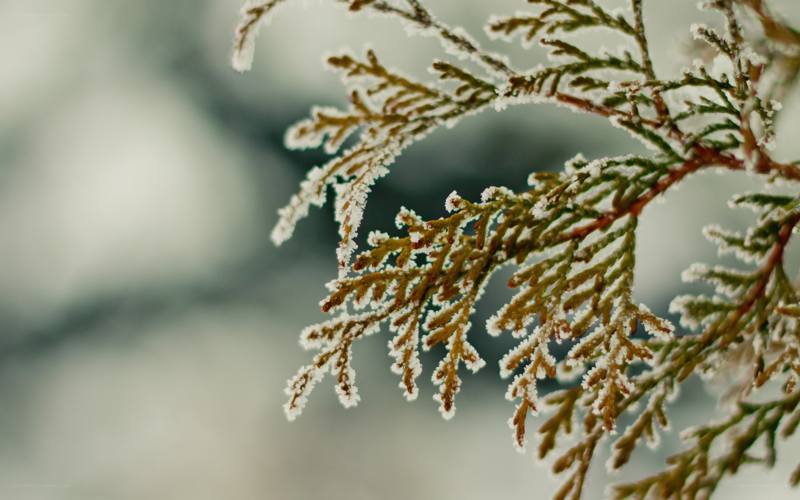 Frost-covered evergreen branch