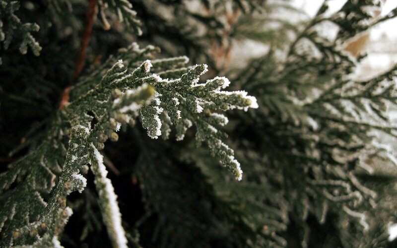 Frost-covered Evergreen Branch — Cold