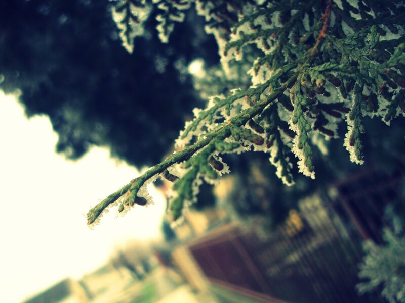 Frost-covered Evergreen Branch — Green, Calm