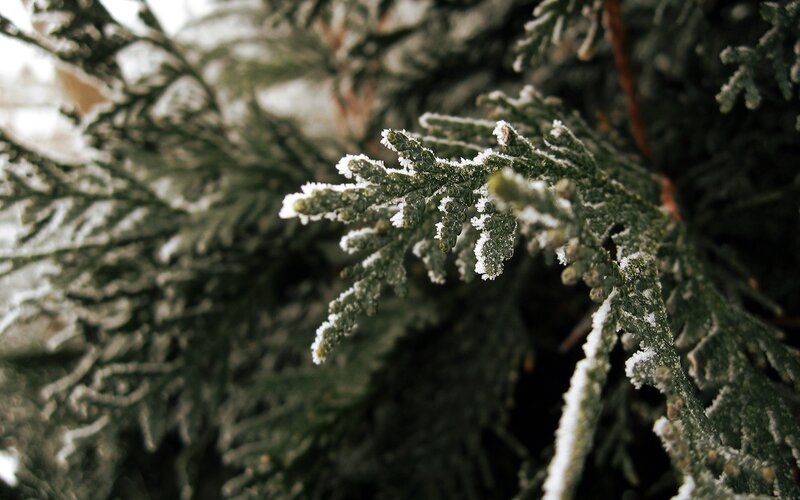Frost-covered Evergreen Branch — Green, Cold