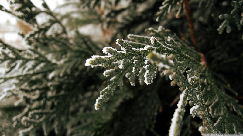 Frost-covered Evergreen Branch — Green
