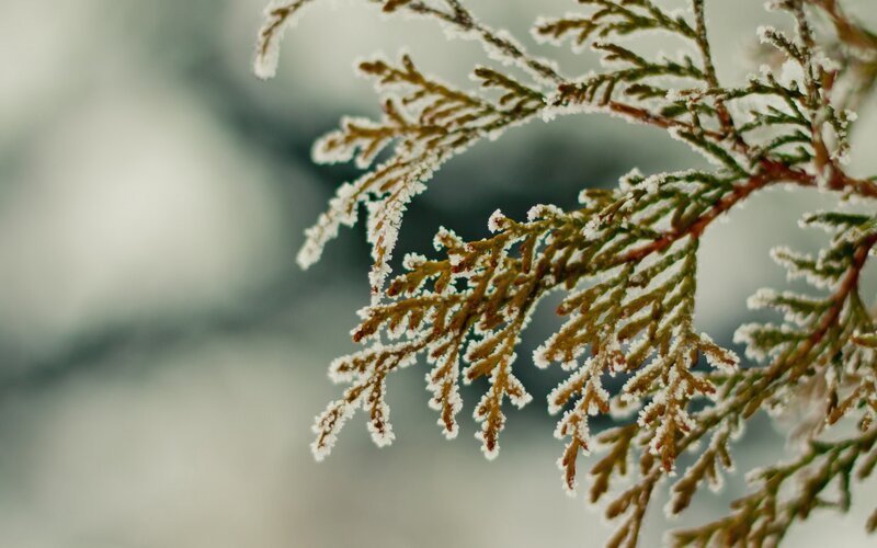 frost-covered evergreen branch