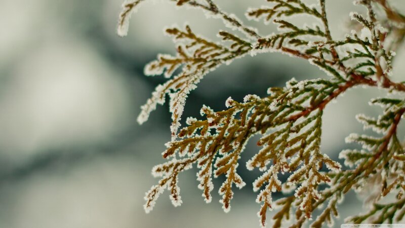 Frost-covered Evergreen Branch — White, Calm