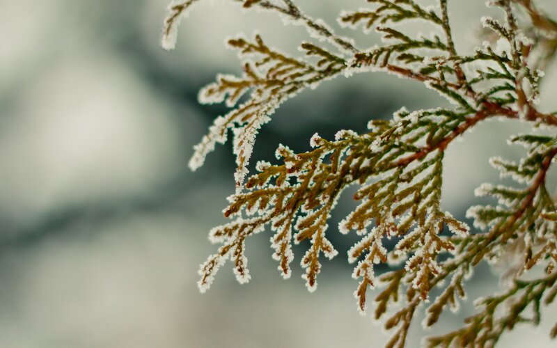 Frost-covered Evergreen Branch — White, Calm, Winter, Photograph, Frost