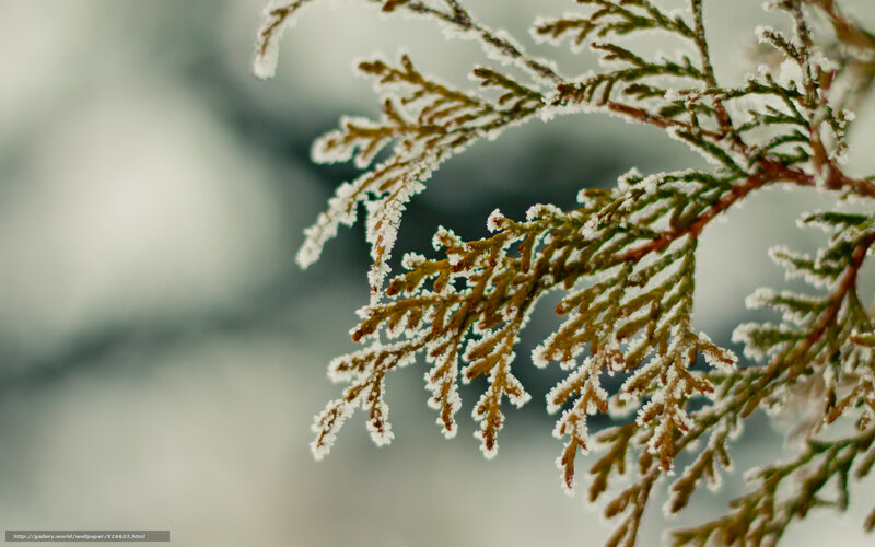 Frost-covered Evergreen Branch — White, Calm, Winter