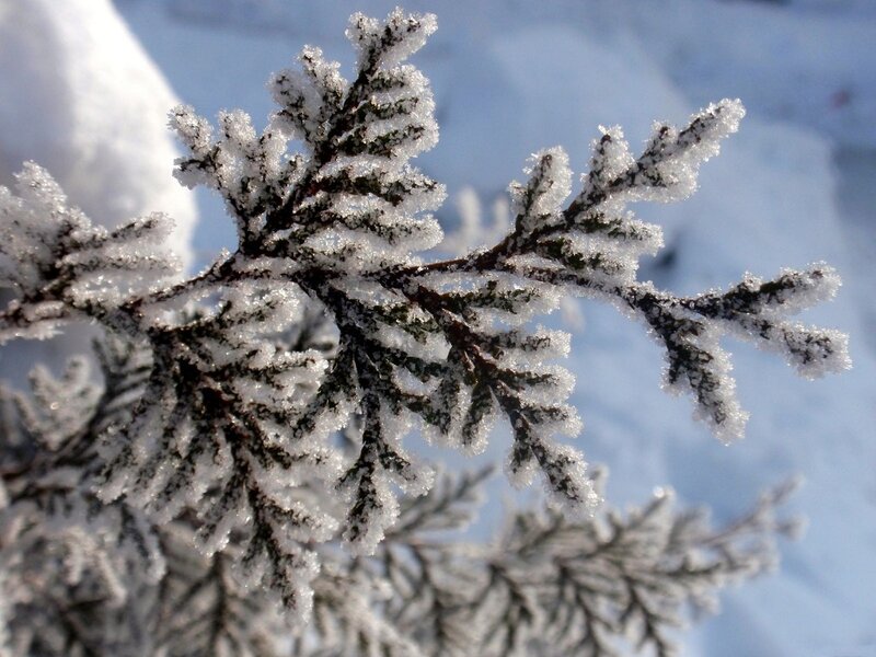 Frost-covered Evergreen Branch — White, Cold