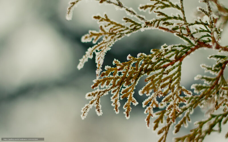 Frost-covered Evergreen Branch — White