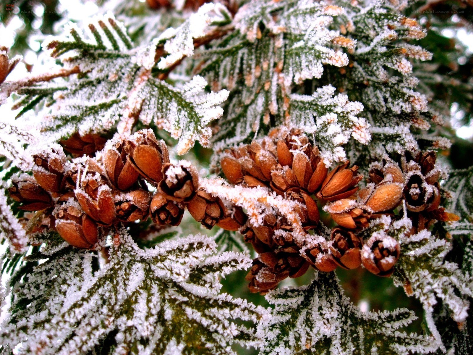 Frost-covered evergreen branches