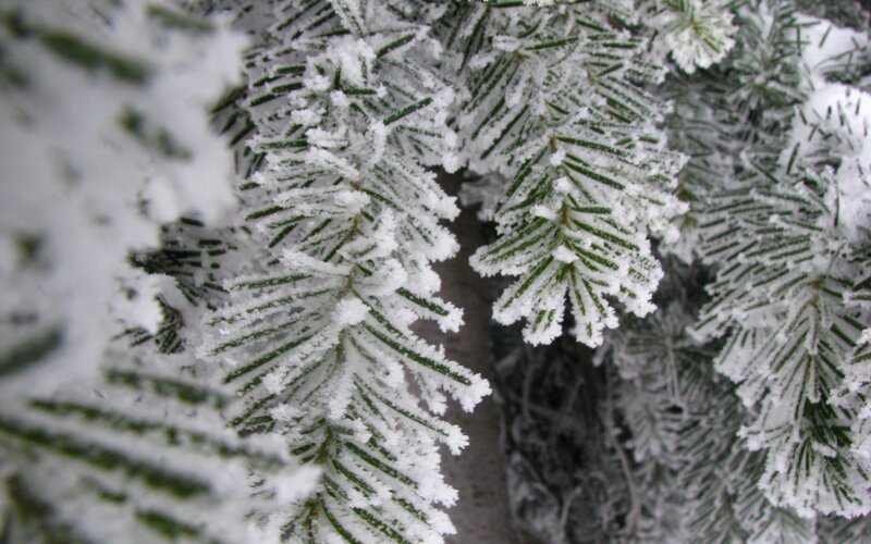 frost-covered evergreen branches