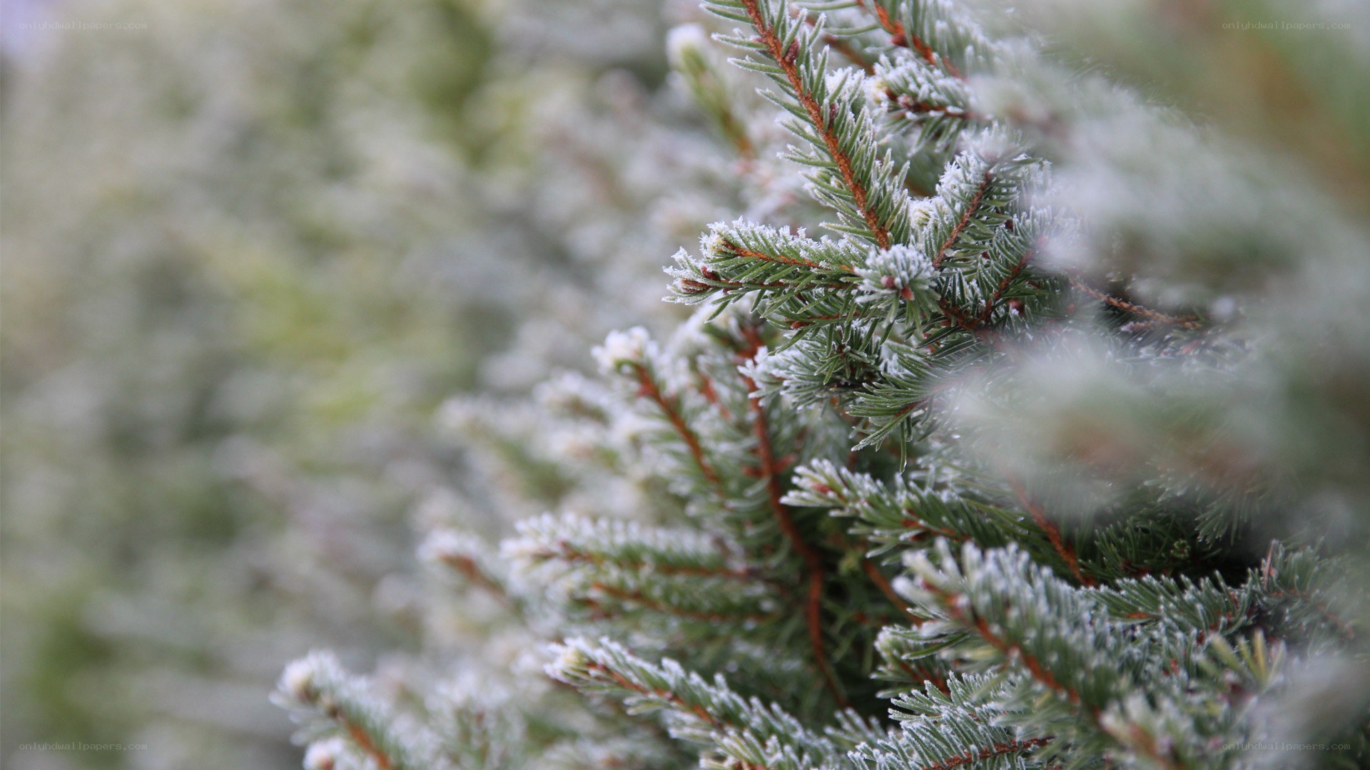 frost-covered evergreen branches