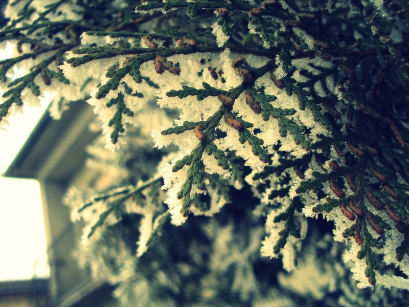 Frost-covered evergreen branches