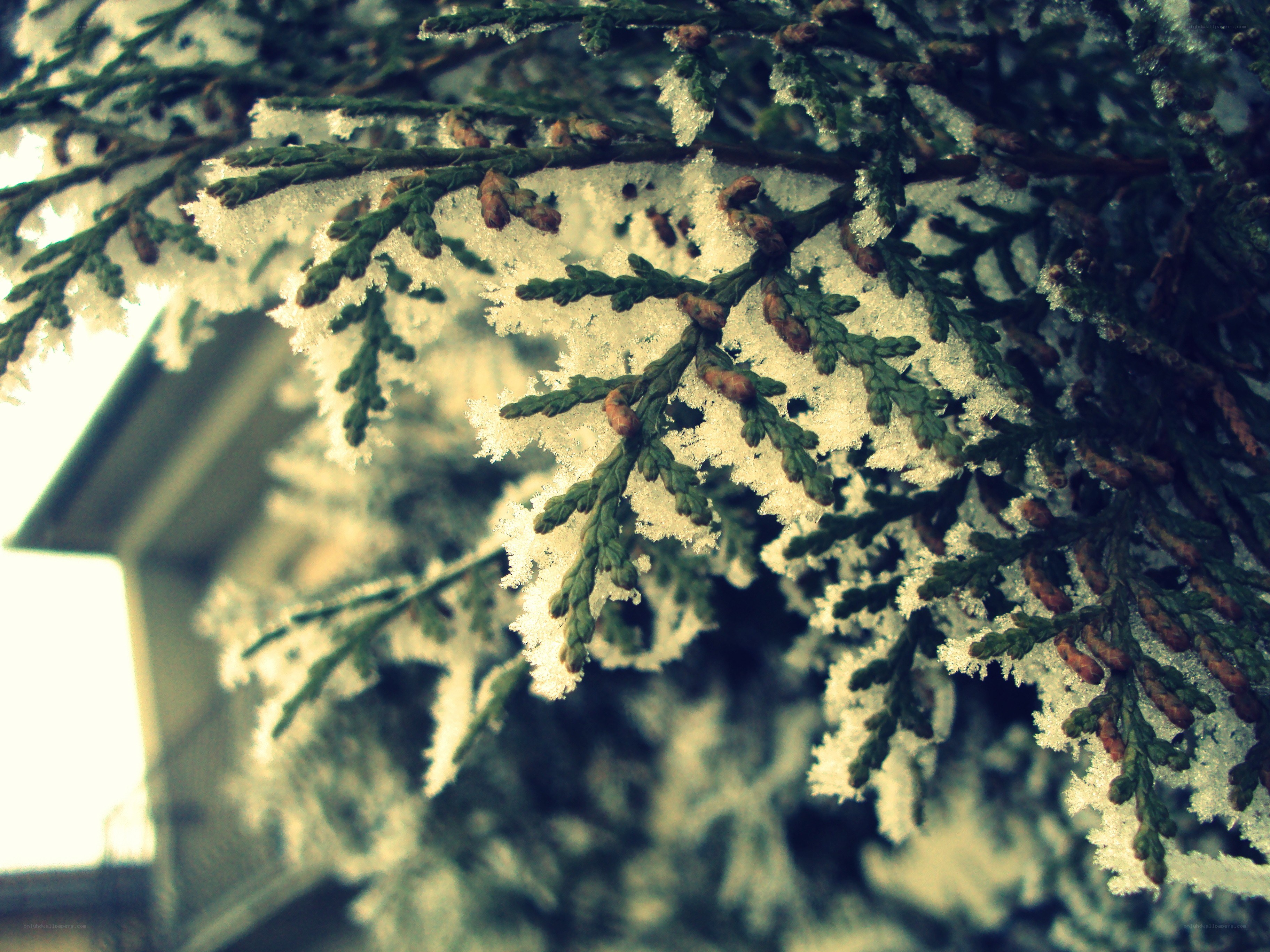 Frost-covered evergreen branches